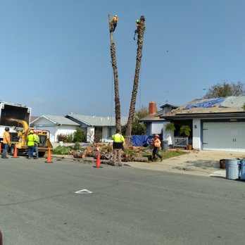 Robin Hilton Land and Tree - Midway through - Tree Services Near Me - San Diego, California Robin Hilton Land and Tree - Midway through - Tree Services Near Me - San Diego, California