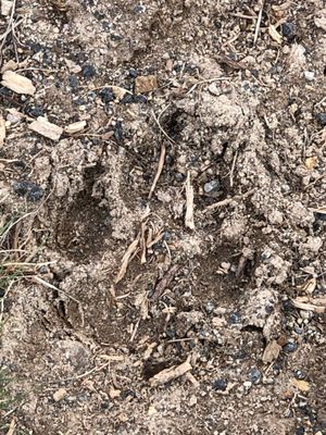 Hayden Valley by null