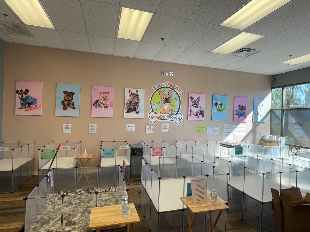 LAS VEGAS PUPPY WORLD Updated September 2024 2540 Anthem Village Dr