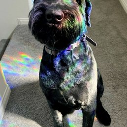 Louie the Giant Schnauzer. Louie the Giant Schnauzer.