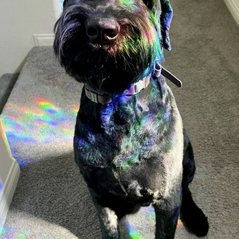Above All Grooming - Louie the Giant Schnauzer. - Pet Groomers Near Me - North Las Vegas, Nevada Above All Grooming - Louie the Giant Schnauzer. - Pet Groomers Near Me - North Las Vegas, Nevada