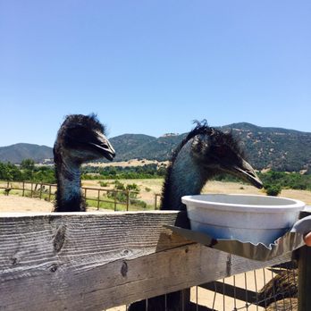 Ostrichland USA - Attraction Farms Near Me - Solvang, California Ostrichland USA - Attraction Farms Near Me - Solvang, California