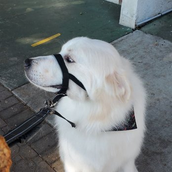 Classic Cuts Dog Grooming - Cute bandana after bath :) - Pet Groomers Near Me - Temple City, California Classic Cuts Dog Grooming - Cute bandana after bath :) - Pet Groomers Near Me - Temple City, California