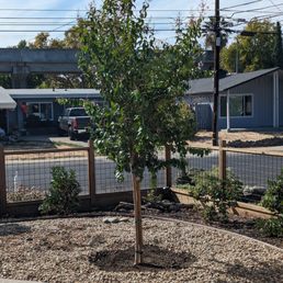 a small tree in a garden