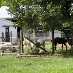 Montrose Farms