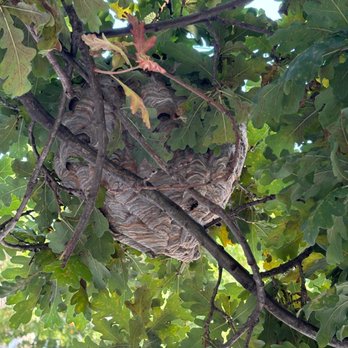 Diamond Plus Pest Control - Pest Control Near Me - Staten Island, New York