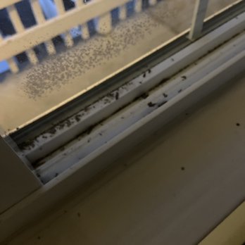 Rodeway Inn - Dead bugs inside room on window - Hotels Near Me - Stevenson, Washington Rodeway Inn - Dead bugs inside room on window - Hotels Near Me - Stevenson, Washington