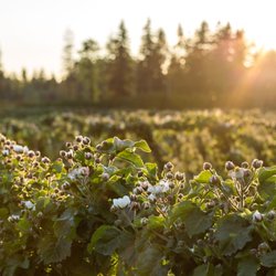 Coastal Black Estate Winery - Blueberry fields, We have a host of blueberry products = Table Wine, Mead, Cider, Juice, Frozen Berries.