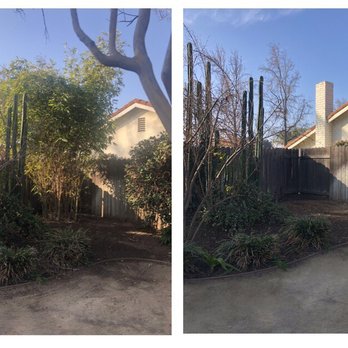 Green Leaf Landscaping  - Bamboo Removal - Tree Services Near Me