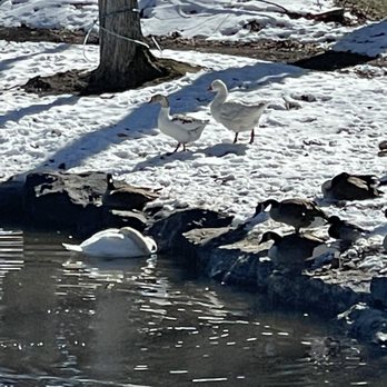 Lodge at Shadow Hill - Swans and Canadian geese - Specialty Food Near Me - Ontario, New York Lodge at Shadow Hill - Swans and Canadian geese - Specialty Food Near Me - Ontario, New York