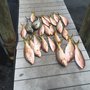 Photo of Diamond Fishing Charters