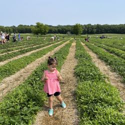 Lorence's Berry Farm - Tasting strawberries!