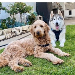 Ziggy made friends with Thor while staying with Melissa. Ziggy made friends with Thor while staying with Melissa.