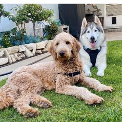 Walk N Roll - Ziggy made friends with Thor while staying with Melissa.