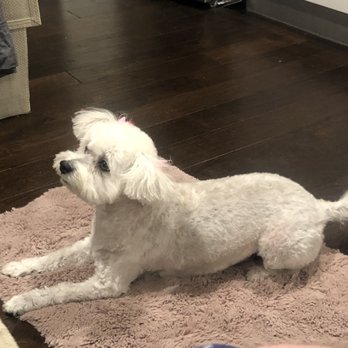 Puppy Salon - Happy dog - Pet Groomers Near Me - Whittier, California
