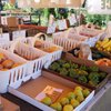 Habig Garden Shops gift card