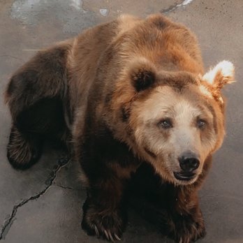 Cherokee Zoo - Zoos Near Me - Cherokee, North Carolina