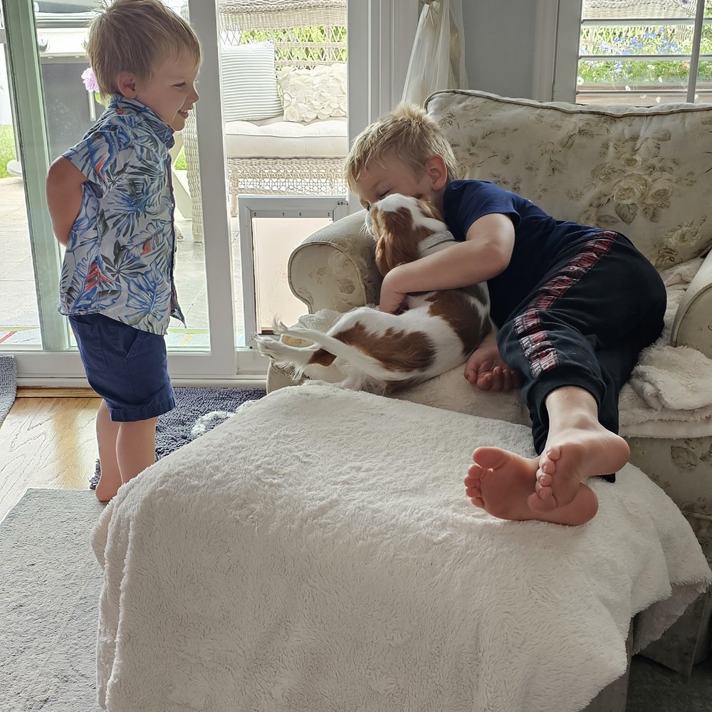 Cavalier Companions - Pet Breeders Near Me