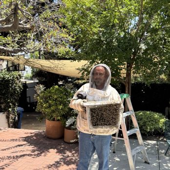 Bee Removal - Pest Control Near Me