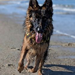 The Walking Dog - Kharma at Scusset Beach