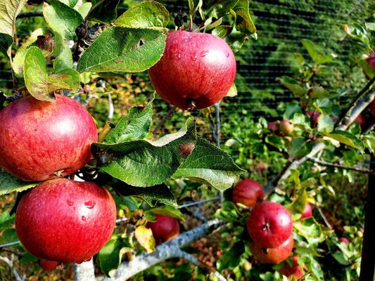Alpenfire Cider by null