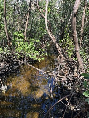 Manatee Viewing Center by null