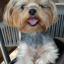 Angel Paws Cremation & Funeral Services - CHLOE
