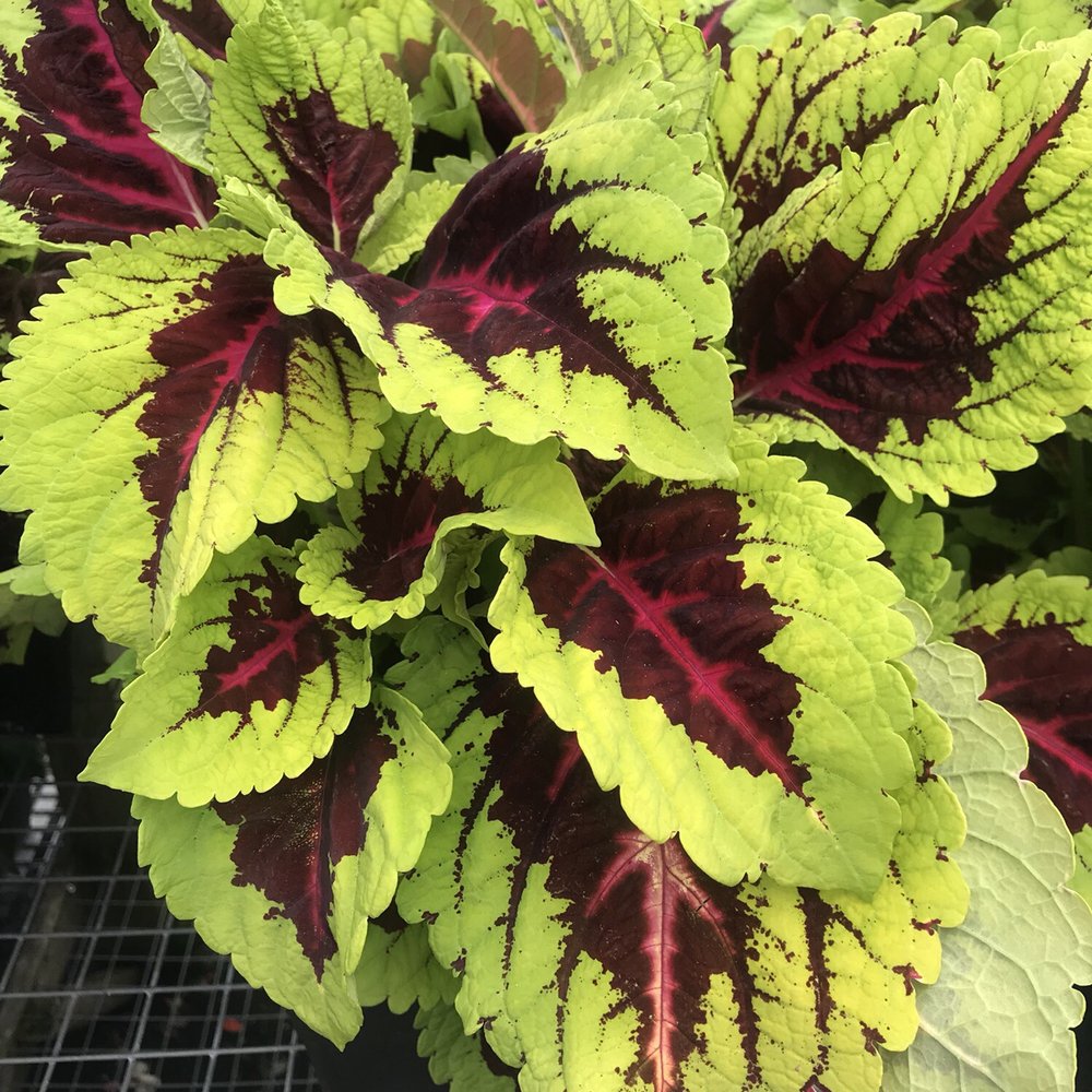 Friends' Marketplace - Grocery Near Me - Orleans, Massachusetts
