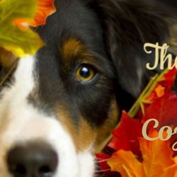 Cozy Pawz - November and December dates still available