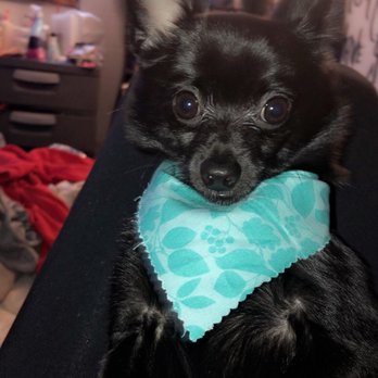 Honolulu Dog Spa - Kobi's al clean and shiny w/ his cute bandana! - Pet Groomers Near Me - Honolulu, Hawaii Honolulu Dog Spa - Kobi's al clean and shiny w/ his cute bandana! - Pet Groomers Near Me - Honolulu, Hawaii
