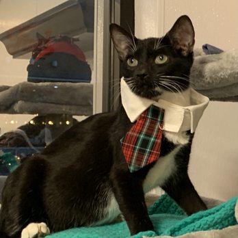 The Cat Connection - Animal Shelters Near Me