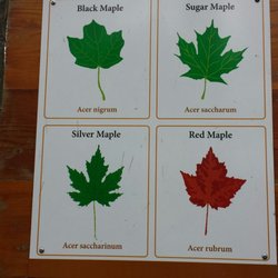 Bruce's Mill Conservation - Different kinds of maple trees.