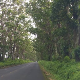 Drive it! We drove through every day & I didn't realize THIS was the Tunnel of Trees. Truly breathtaking. Right in to Jurrasic Park! Drive it! We drove through every day & I didn't realize THIS was the Tunnel of Trees. Truly breathtaking. Right in to Jurrasic Park!