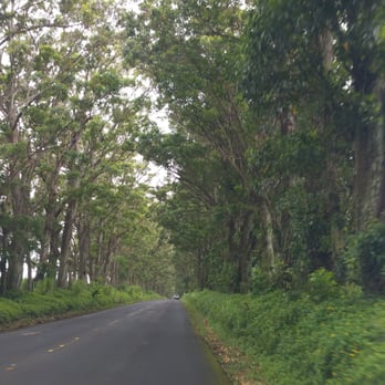 Maluhia Road Tree Tunnel - Drive it! We drove through every day & I didn't realize THIS was the Tunnel of Trees. Truly breathtaking. Right in to Jurrasic Park! - Landmarks & Historical Buildings Near Me Maluhia Road Tree Tunnel - Drive it! We drove through every day & I didn't realize THIS was the Tunnel of Trees. Truly breathtaking. Right in to Jurrasic Park! - Landmarks & Historical Buildings Near Me