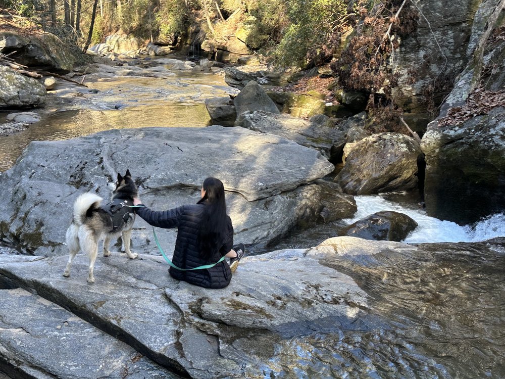 Mama C’s Dog Care - pet boarding facility in Hendersonville, NC