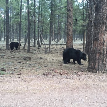 Bearizona - Bears during the drive thru - Zoos Near Me - Williams, Arizona Bearizona - Bears during the drive thru - Zoos Near Me - Williams, Arizona