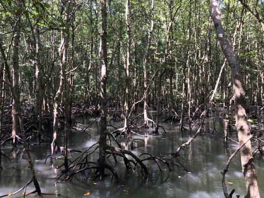 Kilim Geoforest Park by null
