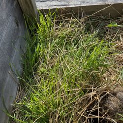 Siegels Country Store - Seeds/plants growing in my garden after using straw for mulch.