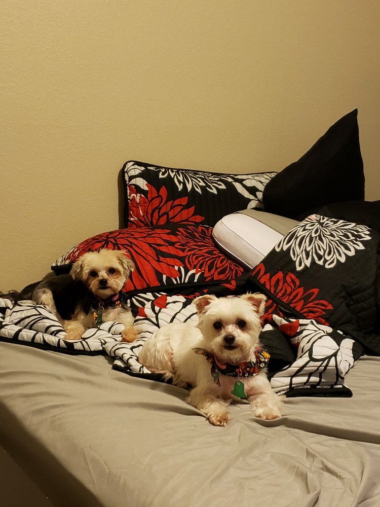 Charlene's Quality Pet Groom