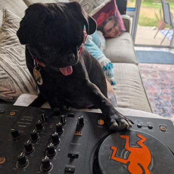 Pug Nation Rescue - Our Little DJ! - Animal Shelters Near Me - Gardena, California