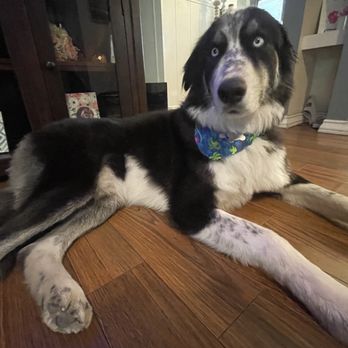 Barks and Bubbles Pet Grooming - Happy clean pup - Pet Groomers Near Me - Friant, California