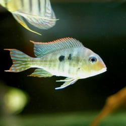 A Casa dos Discus