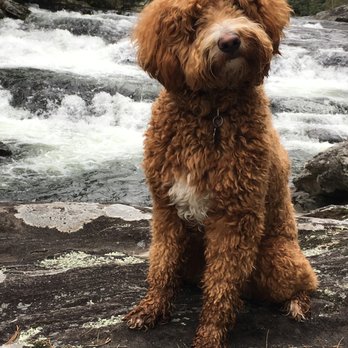 Fountain Falls Goldendoodles - Pet Breeders Near Me Fountain Falls Goldendoodles - Pet Breeders Near Me