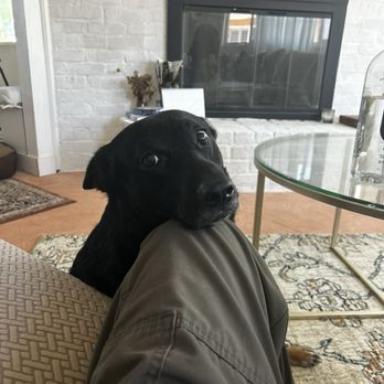 First Class Boarding &Training - Pet Boarding Near Me - Diamond Bar, California