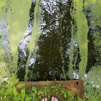 Bishop's Bog Preserve Trail - Summer 2017 - Hiking Near Me - Portage, Michigan