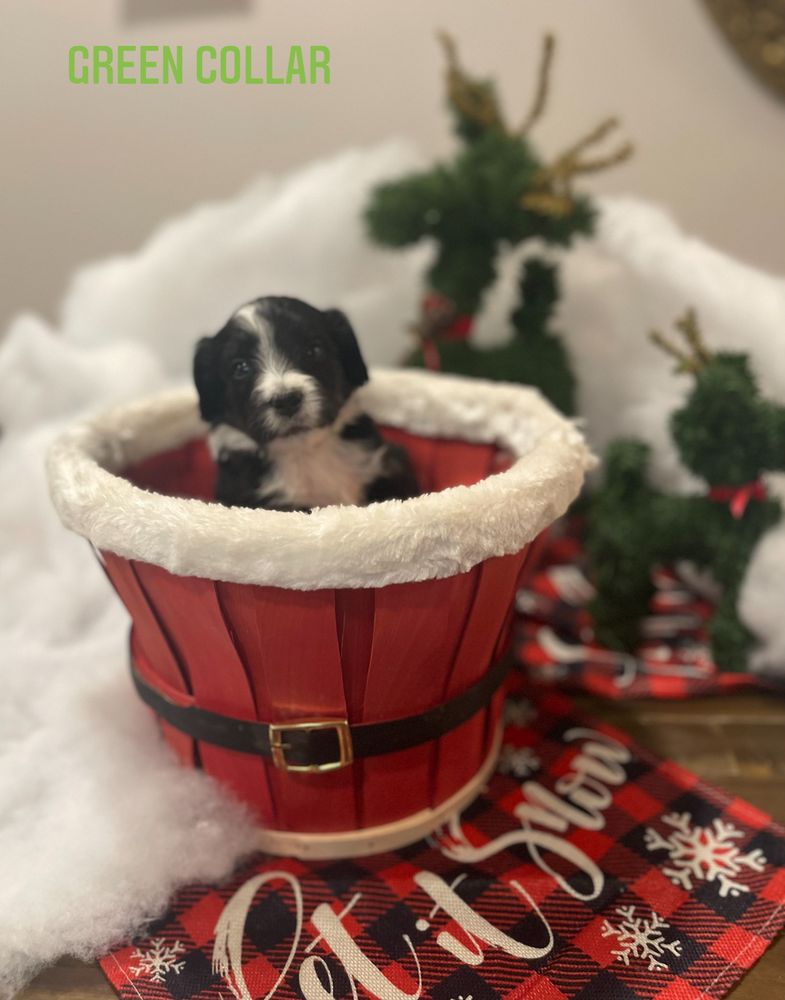 DARLING PAWS BERNEDOODLE Request Information 53 Photos