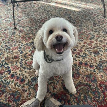 Precious Paws - Happy happy boy - Pet Groomers Near Me