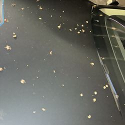My tree pooped on my rig!