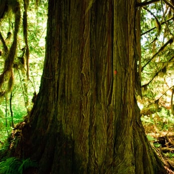 Chilliwack Lake Provincial Park - Huge Tree!  Photo taken in the Ecological Reserve at the end of Chilliwack Lake. - Parks Near Me