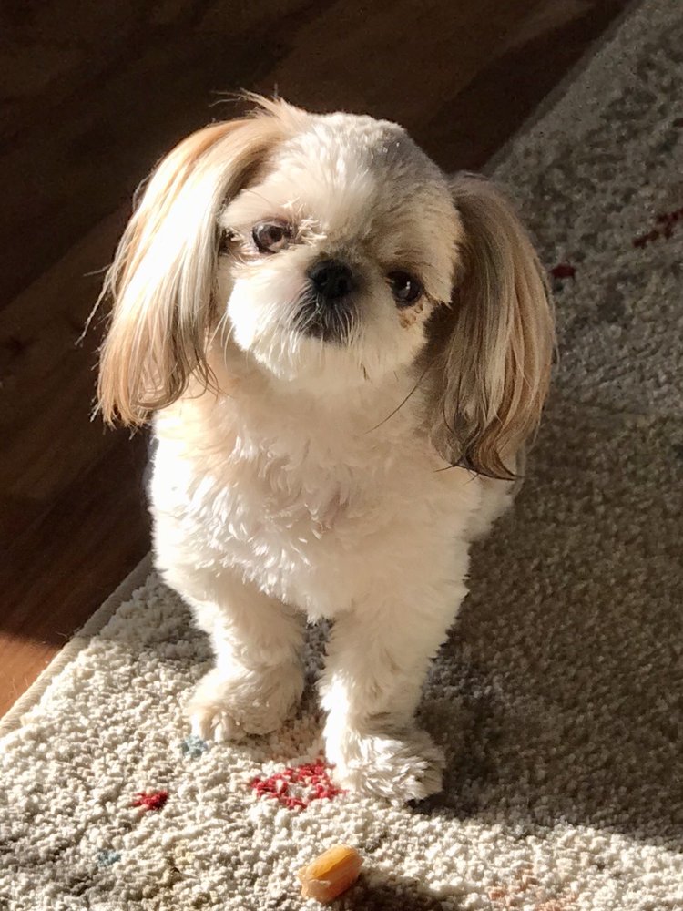 OLD DOMINION VETERINARY CLINIC Updated September 2024 11 Photos